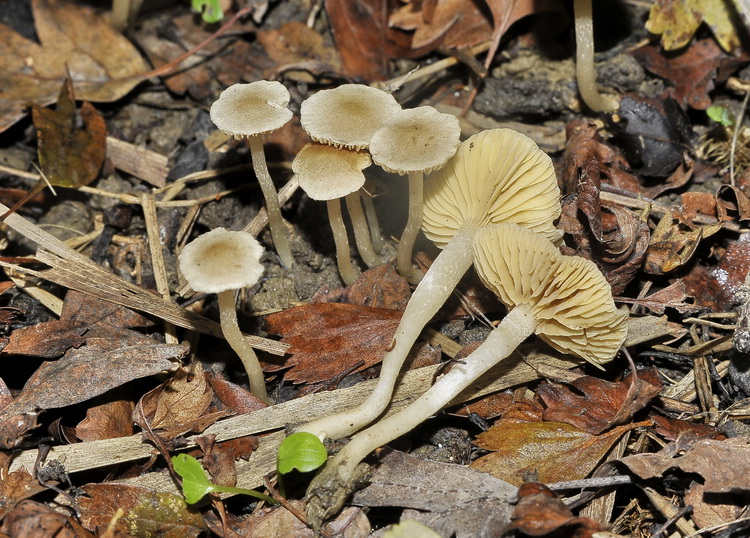 Tubaria dispersa